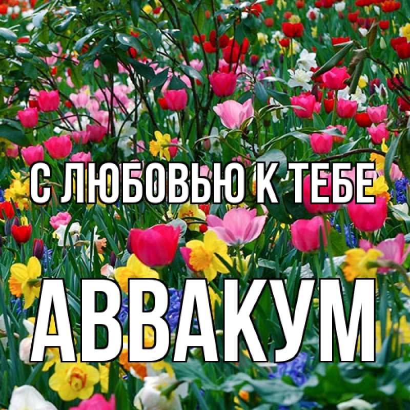 Картинка С любовью к тебе, Аввакум