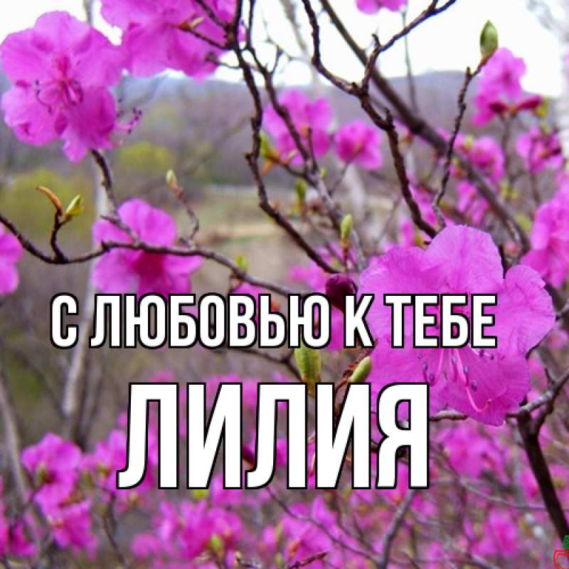 Картинка С любовью к тебе, ЛИлия