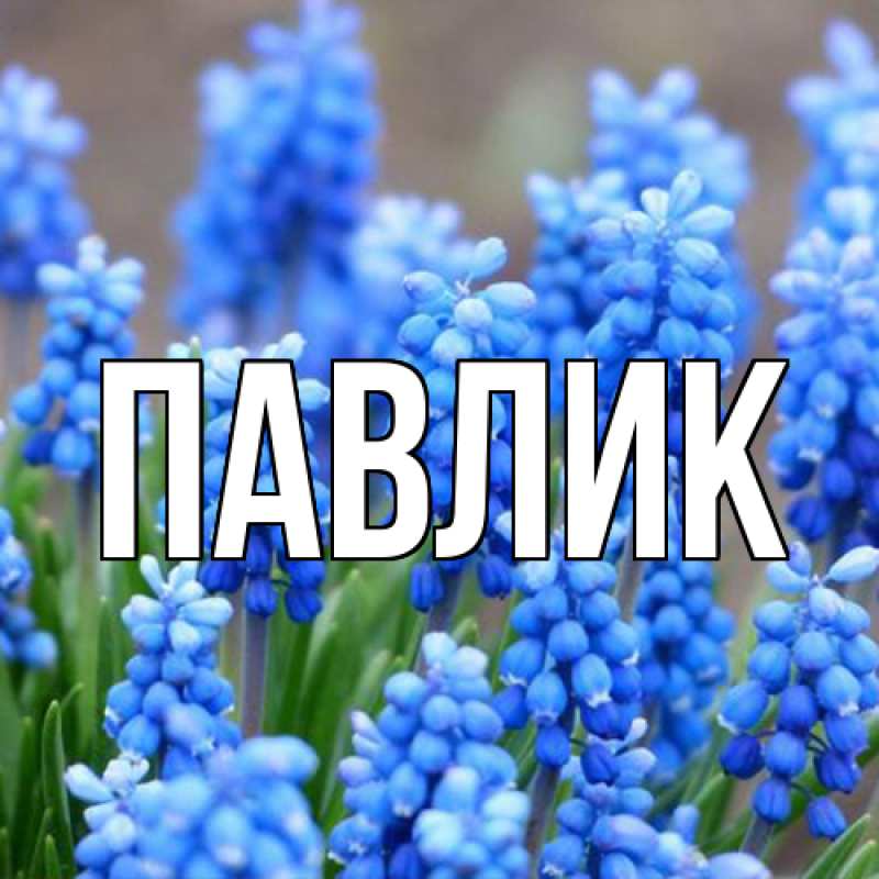 Картинка  с именем , Павлик