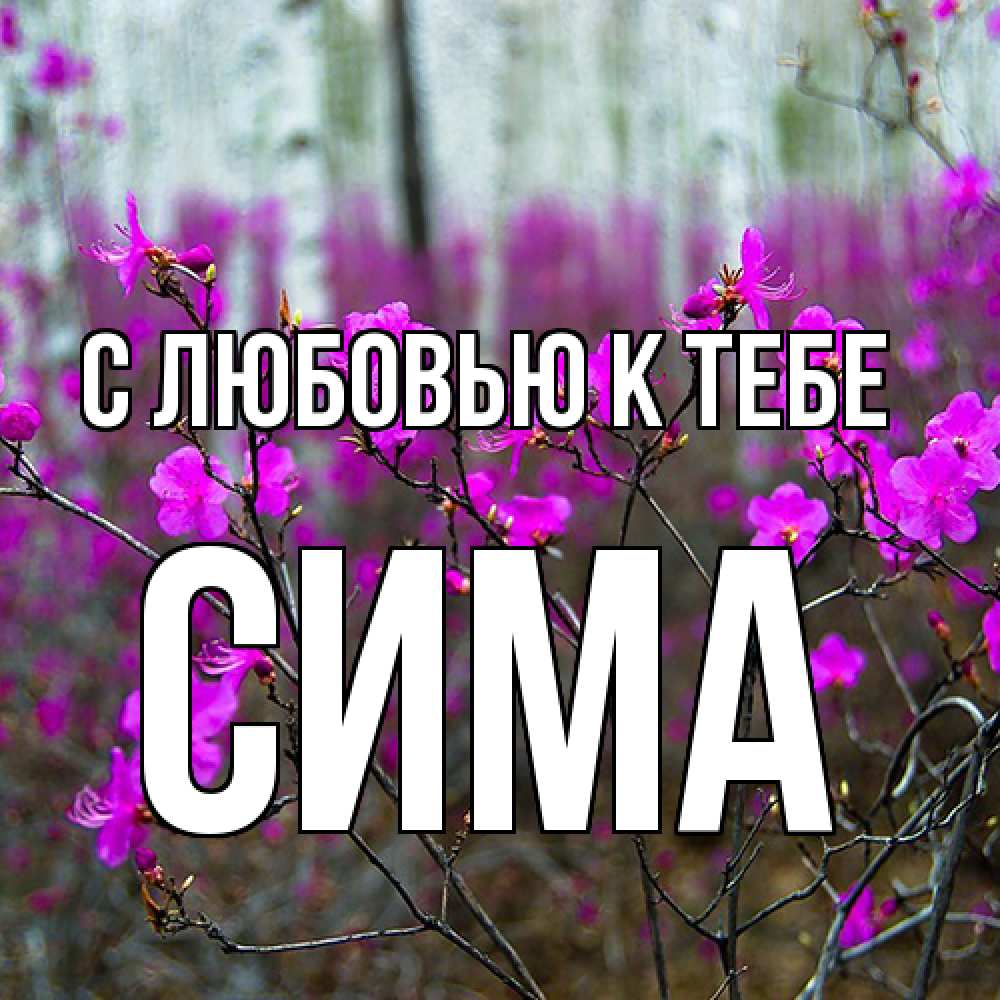 Открытка  с именем. Сима, С любовью к тебе  