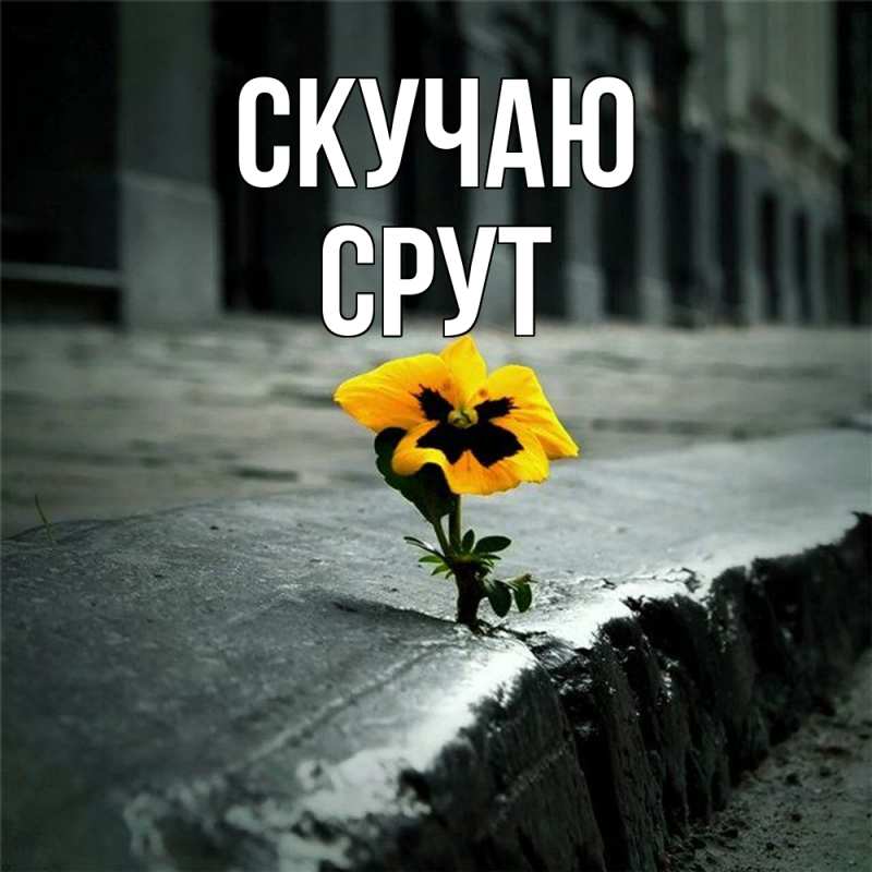 Картинка Скучаю, срут