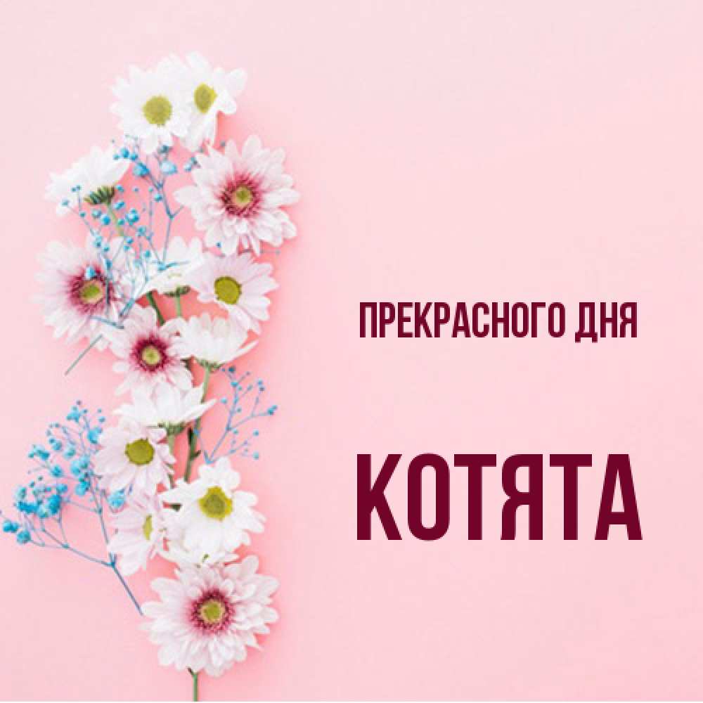 Открытка  с именем. Котята, Прекрасного дня  
