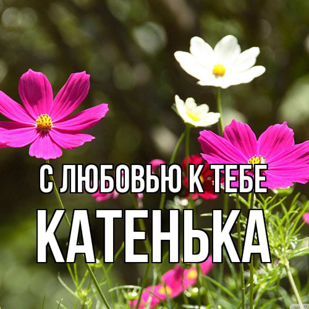 Открытка  с именем. Катенька, С любовью к тебе  