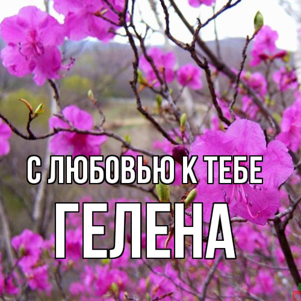 Открытка  с именем. Гелена, С любовью к тебе  