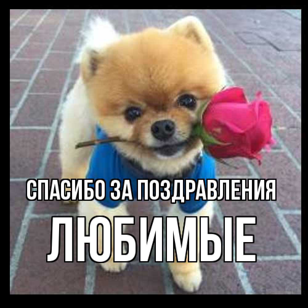 Открытка  с именем. Любимые, Спасибо за поздравления  