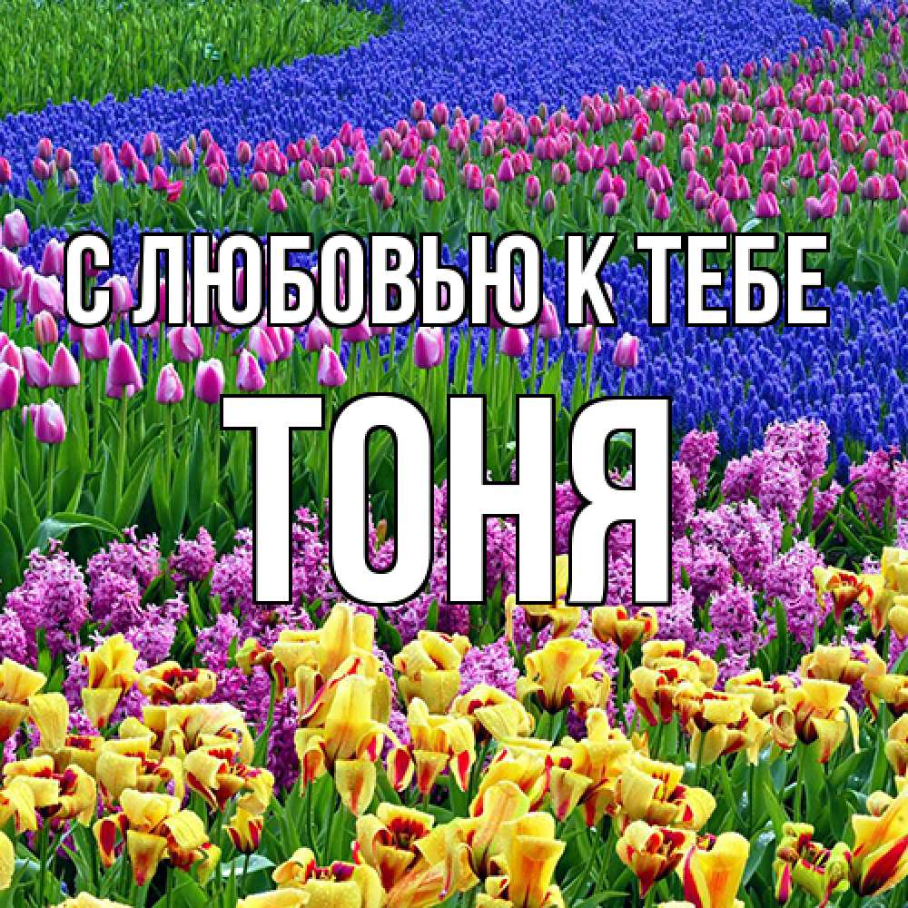 Открытка  с именем. Тоня, С любовью к тебе  