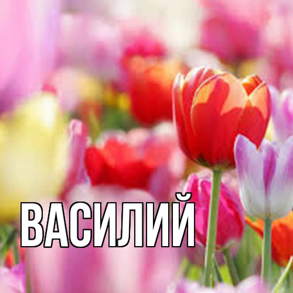 Открытка  с именем. Василий, Главная  