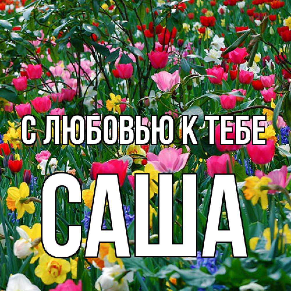 Открытка  с именем. Саша, С любовью к тебе  