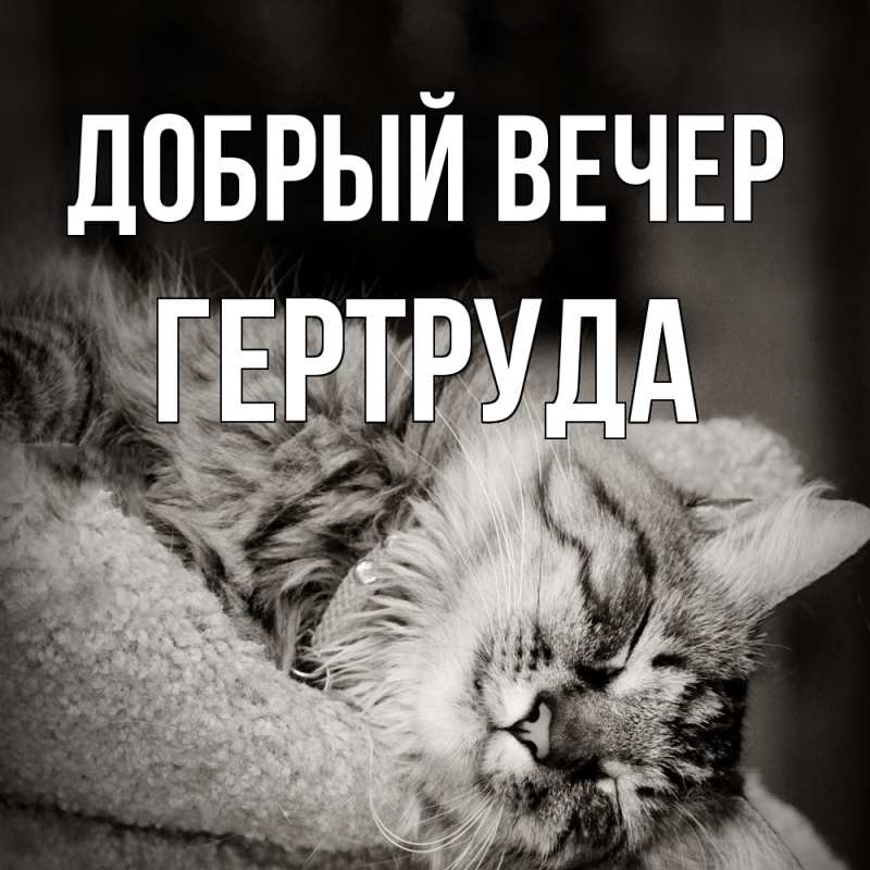 Картинка Добрый вечер, Гертруда