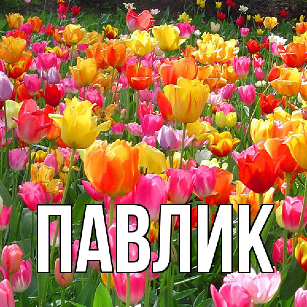 Открытка  с именем. Павлик, Главная  