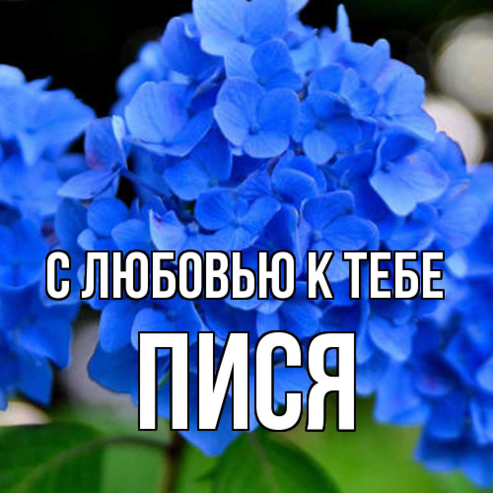 Открытка  с именем. пися, С любовью к тебе  