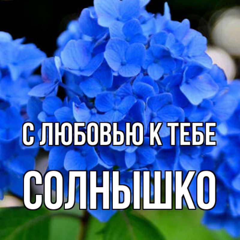 Картинка С любовью к тебе, Солнышко