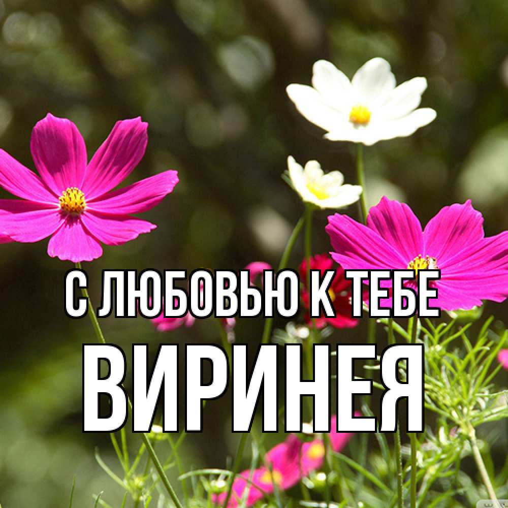 Открытка  с именем. Виринея, С любовью к тебе  