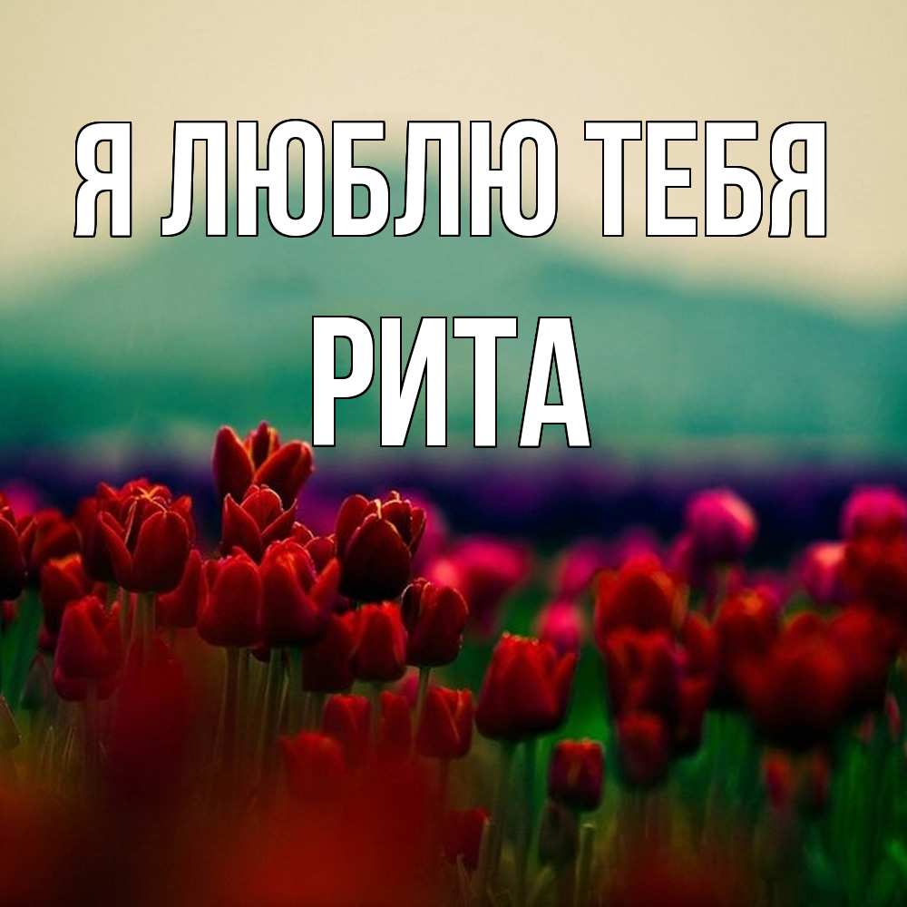 Открытка  с именем. Рита, Я люблю тебя  