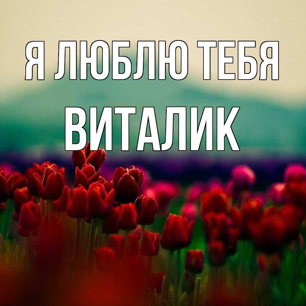 Открытка  с именем. Виталик, Я люблю тебя  