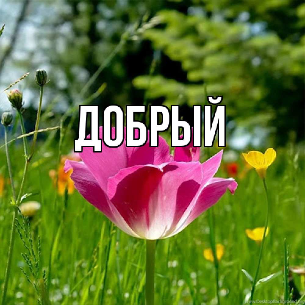 Открытка  с именем. Добрый, Главная  