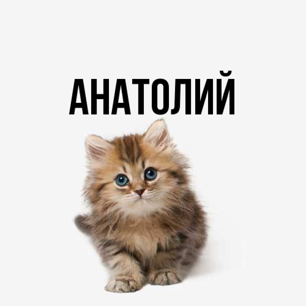 Открытка  с именем. Анатолий, Главная  
