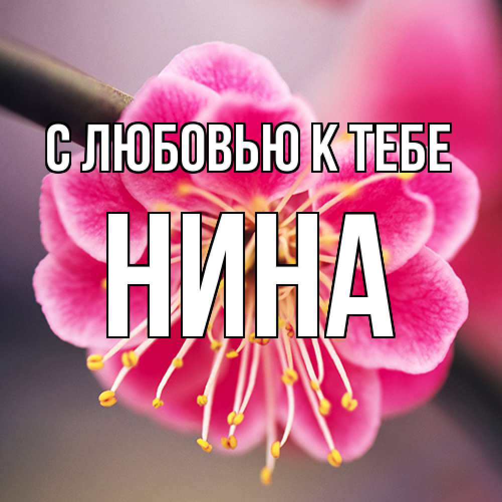 Открытка  с именем. Нина, С любовью к тебе  