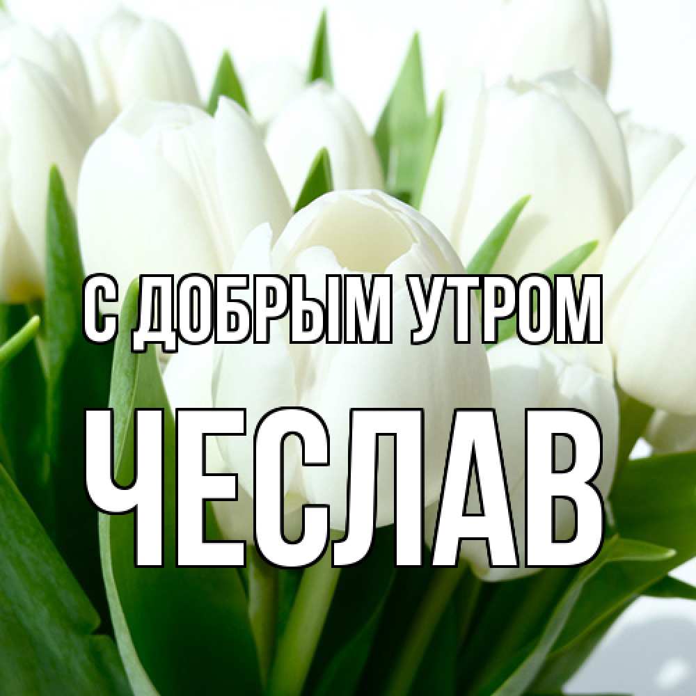 Открытка  с именем. Чеслав, С добрым утром  