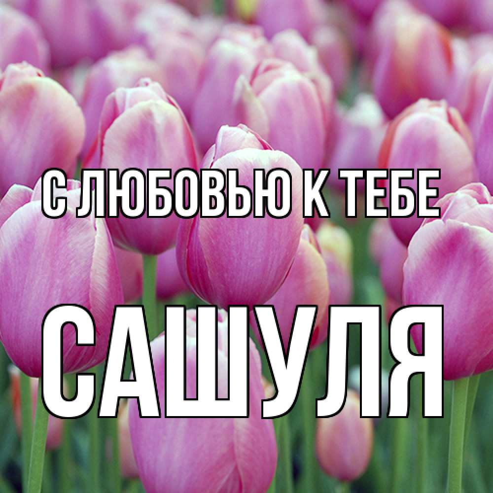Открытка  с именем. Сашуля, С любовью к тебе  