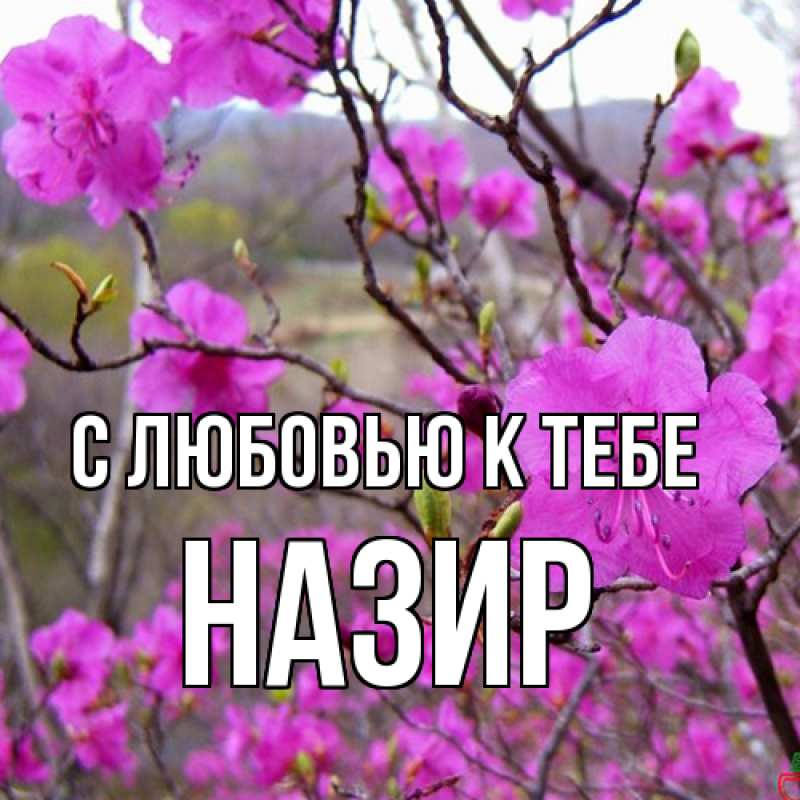 Картинка С любовью к тебе, Назир