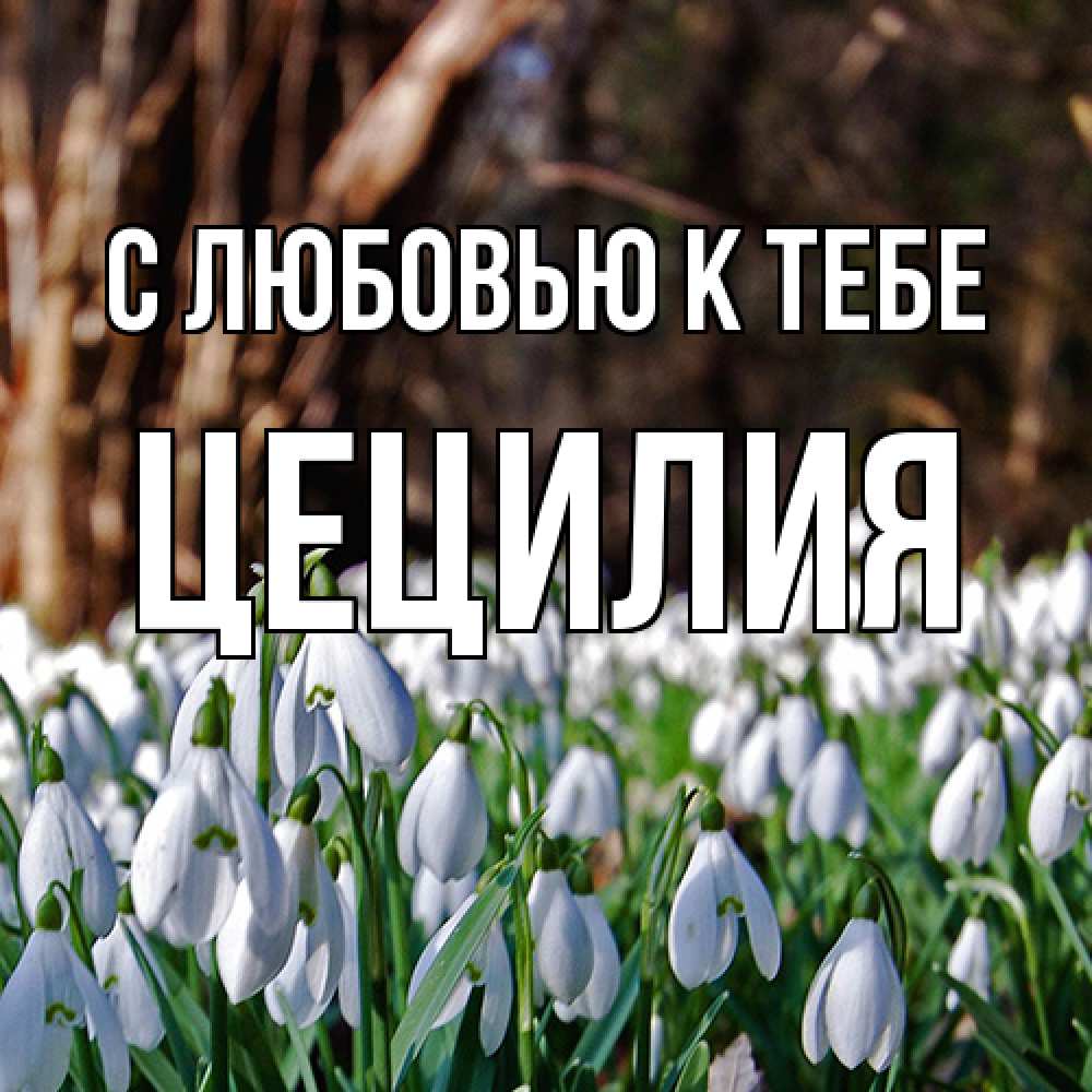 Открытка  с именем. Цецилия, С любовью к тебе  