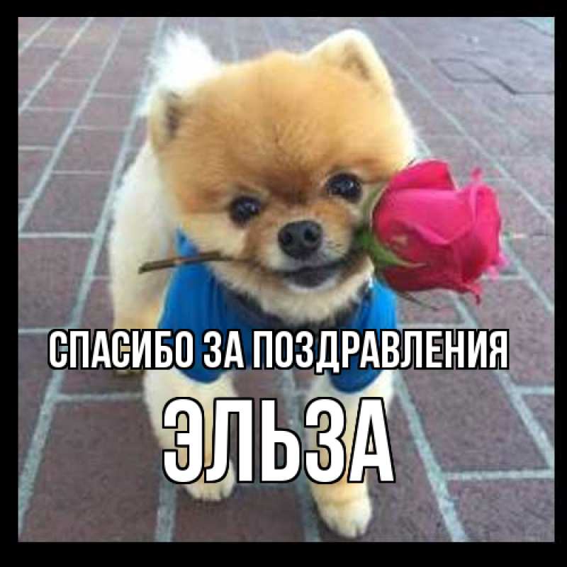 Картинка Спасибо за поздравления, Эльза