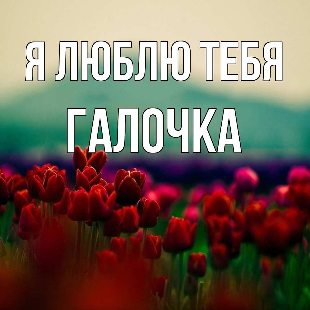 Открытка  с именем. Галочка, Я люблю тебя  