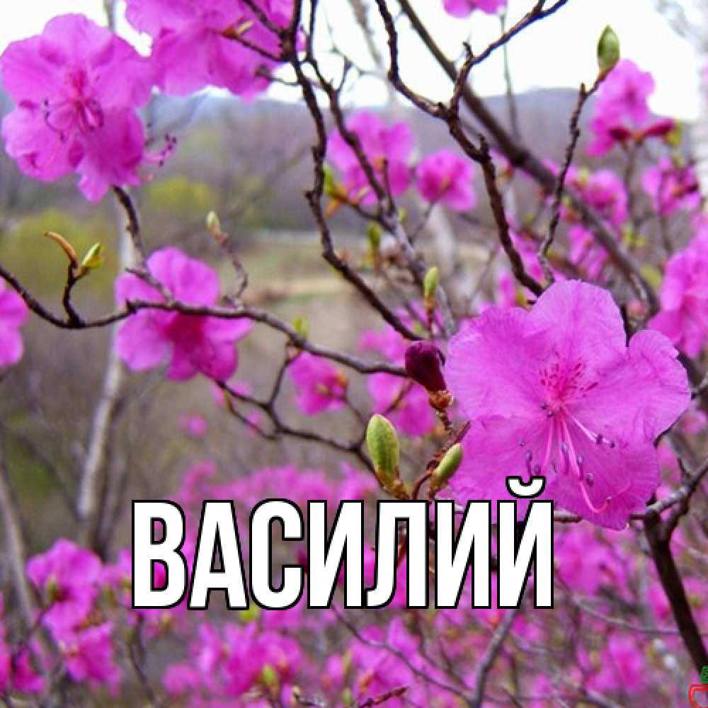Открытка  с именем. Василий, Главная  