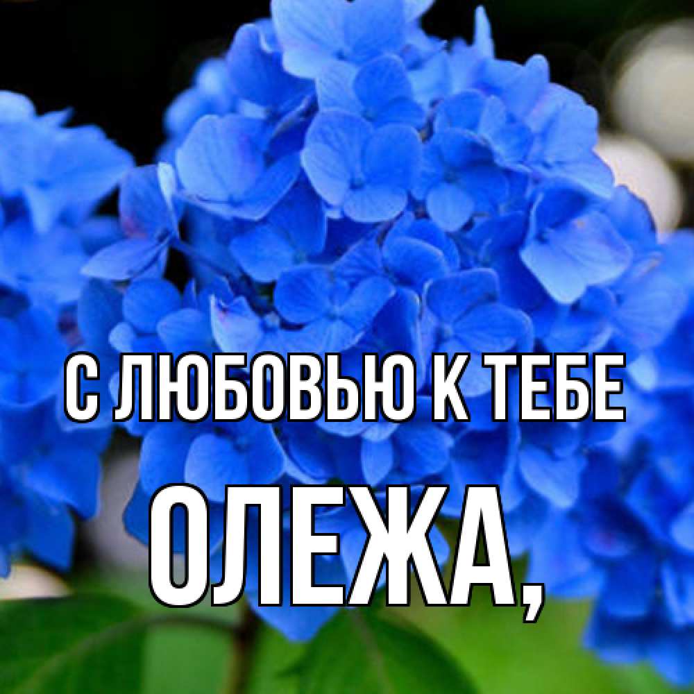 Открытка  с именем. Олежа, С любовью к тебе  