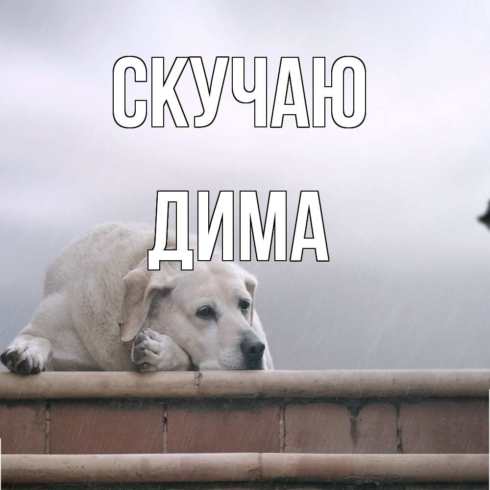 Открытка  с именем. Дима, Скучаю  