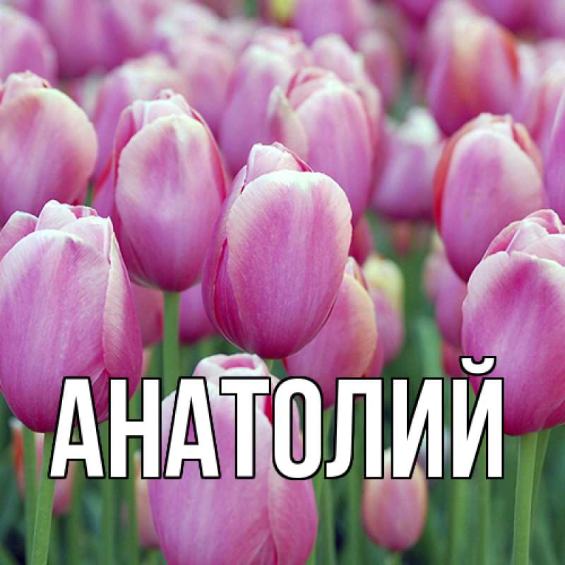 Картинка  с именем , Анатолий