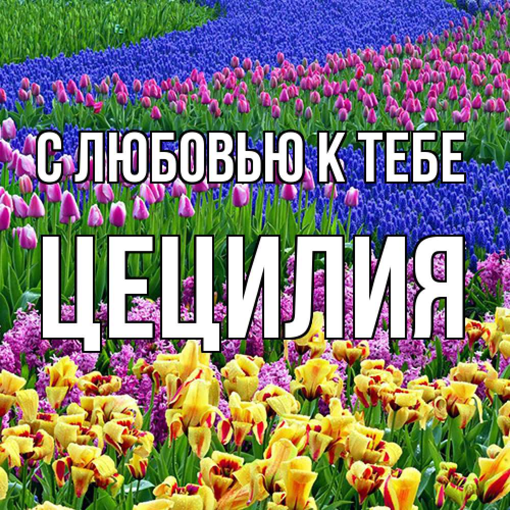 Открытка  с именем. Цецилия, С любовью к тебе  