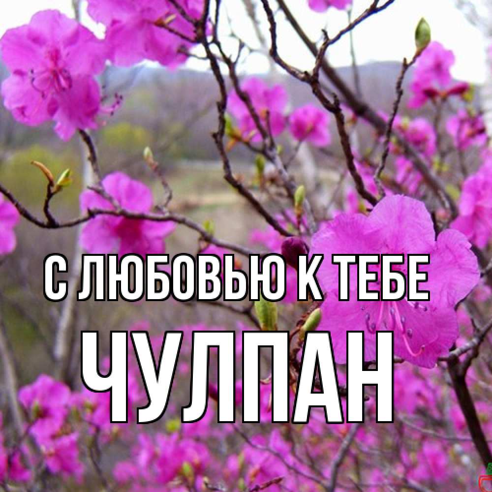 Открытка  с именем. Чулпан, С любовью к тебе  