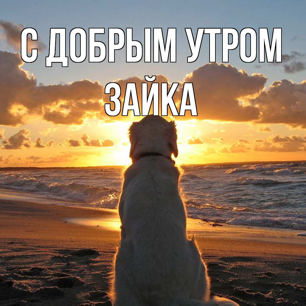 Открытка  с именем. Зайка, С добрым утром  