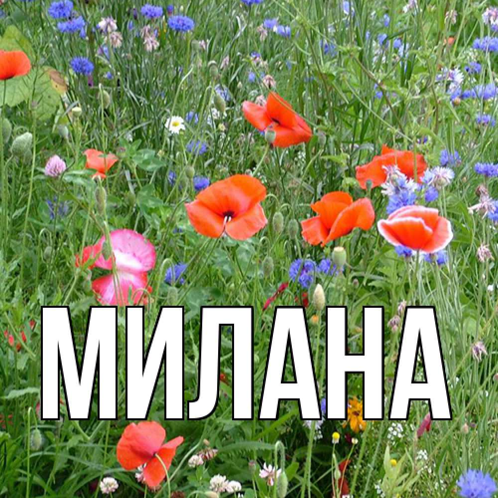 Открытка  с именем. Милана, Главная  