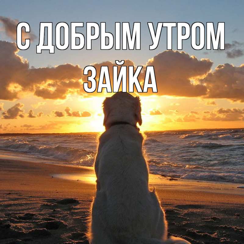 Картинка С добрым утром, Зайка
