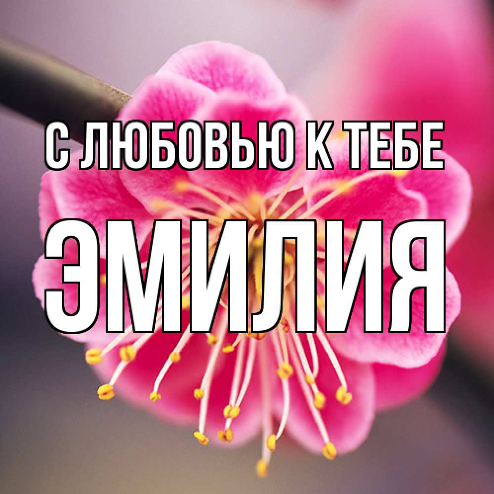 Открытка  с именем. Эмилия, С любовью к тебе  