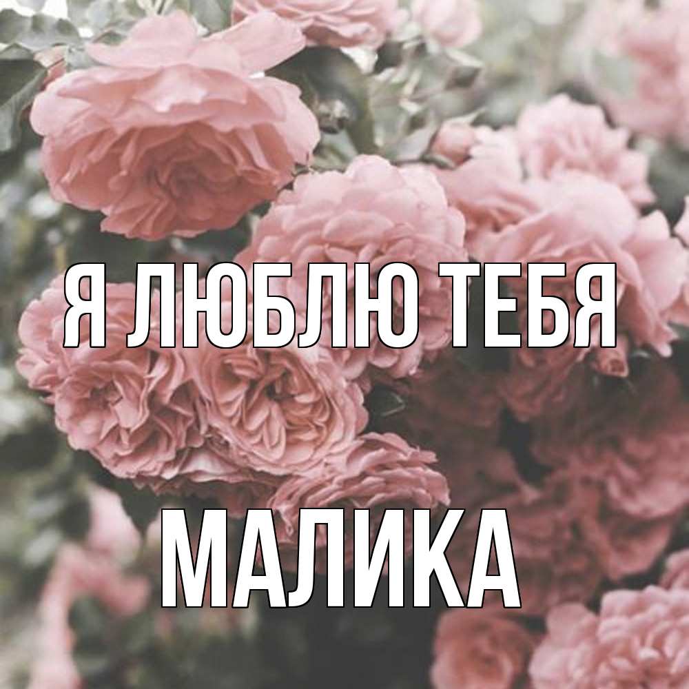 Открытка  с именем. Малика, Я люблю тебя  