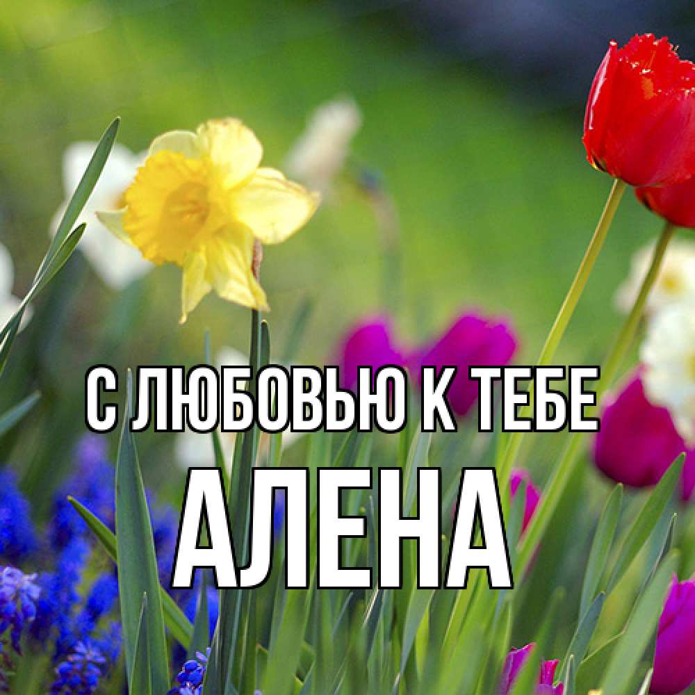 Открытка  с именем. Алена, С любовью к тебе  