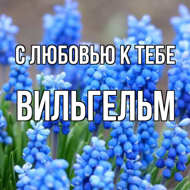 Картинка С любовью к тебе, Вильгельм