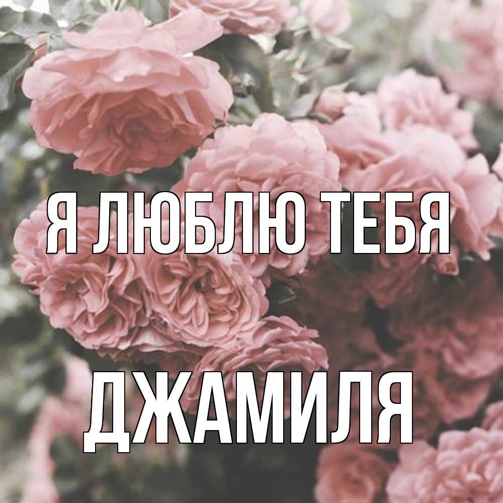 Открытка  с именем. Джамиля, Я люблю тебя  