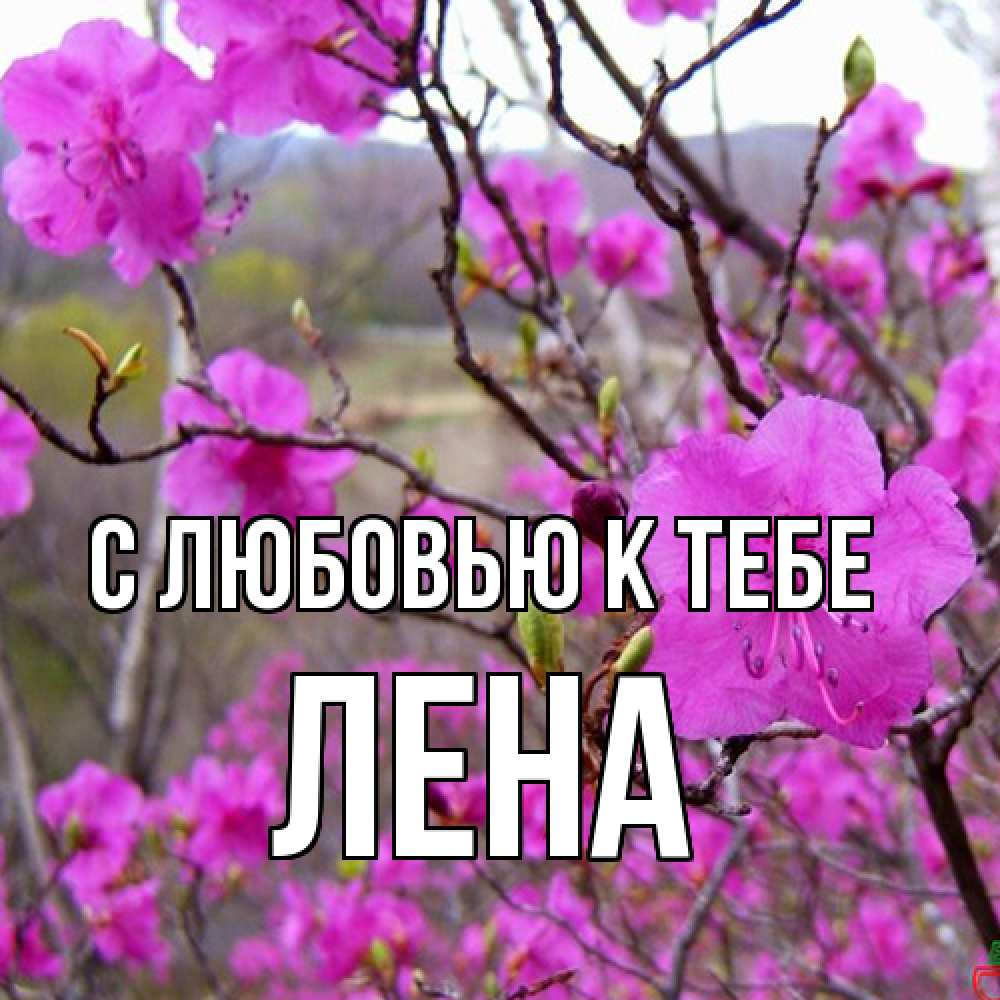 Открытка  с именем. лена, С любовью к тебе  