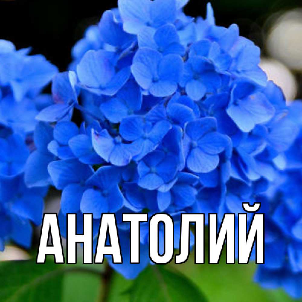 Открытка  с именем. Анатолий, Главная  