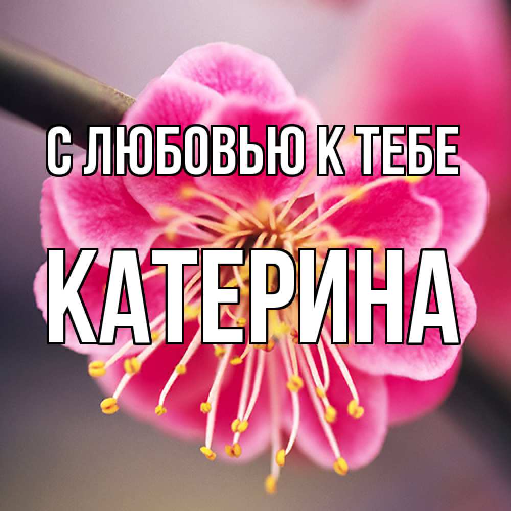 Открытка  с именем. Катерина, С любовью к тебе  