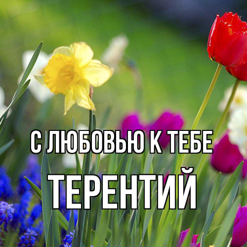 Открытка  с именем. Терентий, С любовью к тебе  