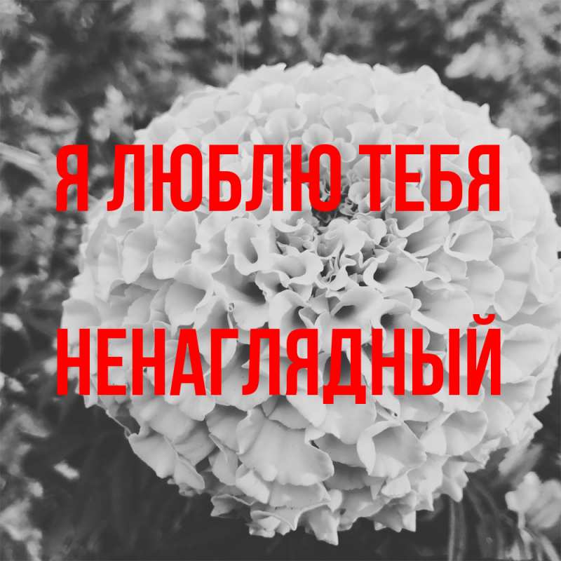 Картинка Я люблю тебя, Ненаглядный