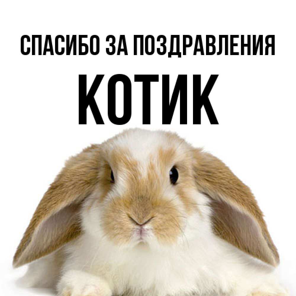Открытка  с именем. КОТИК, Спасибо за поздравления  