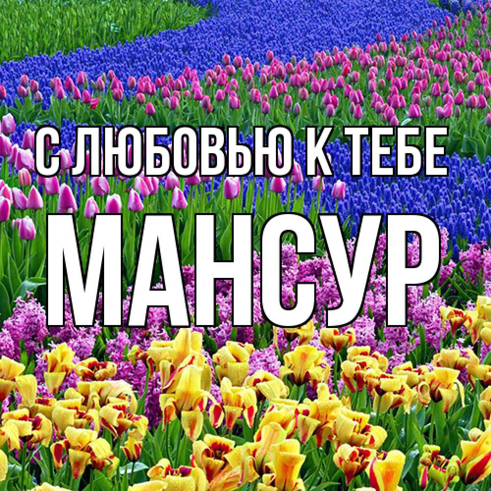 Открытка  с именем. Мансур, С любовью к тебе  