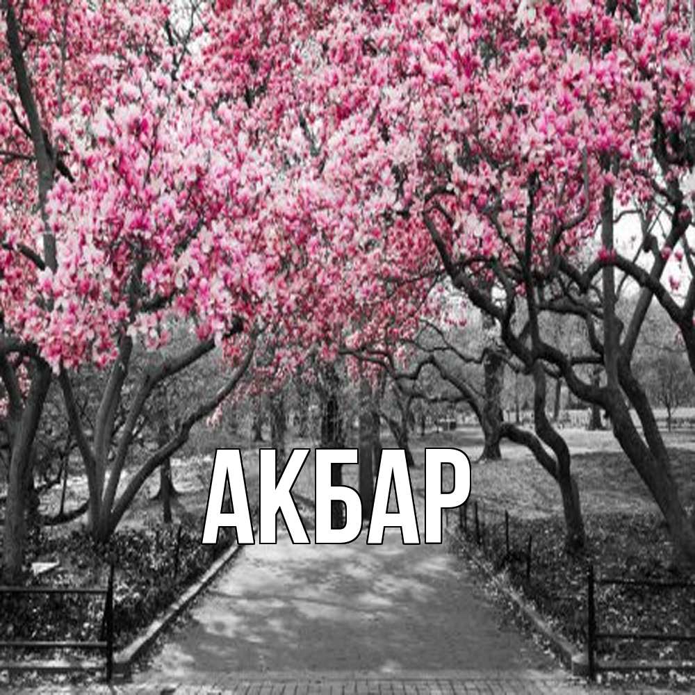 Открытка  с именем. Акбар, Главная  